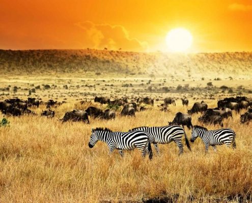 Zebras und Antilopen im Sonnenuntergang - Villa-Kuishi - Diani Beach - Kenia - Ihr exklusives Ferienhaus unter der Sonne Ostafrikas