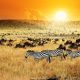 Zebras und Antilopen im Sonnenuntergang - Villa-Kuishi - Diani Beach - Kenia - Ihr exklusives Ferienhaus unter der Sonne Ostafrikas