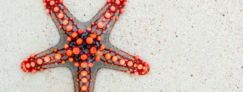 starfish bei Riffwanderung entdeckt - Villa-Kuishi - Diani Beach - Kenia - Ihr exklusives Ferienhaus unter der Sonne Ostafrikas